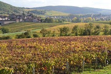 chardonnay vines burgundy france walks